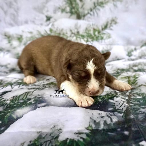 AKC Dr. Derek Shepherd 3
